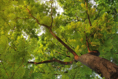 View of a tree in the forest