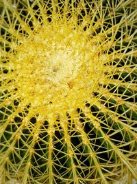 Full frame shot of yellow cactus plant