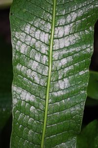 Close-up of fresh green leaf