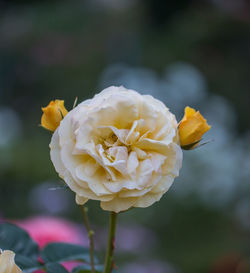 Close-up of yellow rose