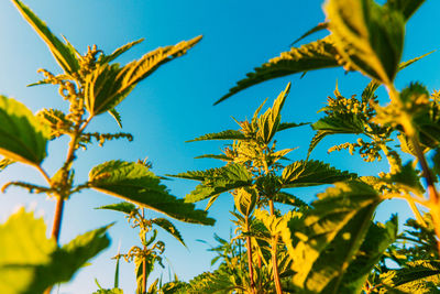 Low angle view of leaves against sky