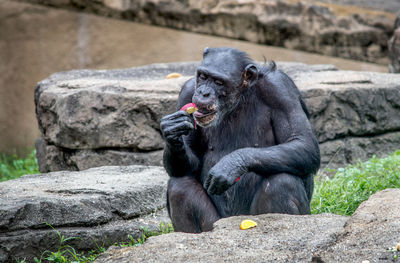 Chimpanzee munches on fruit at a zoo habitat