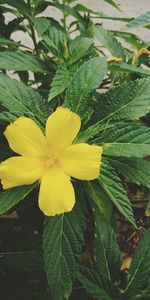 Close-up of yellow flowering plant