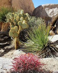 Cactus growing on plant