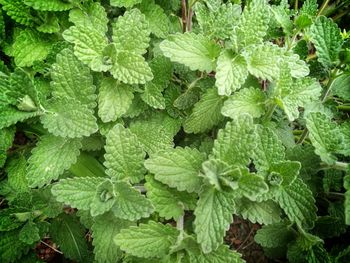 Close-up of fresh green plants in water