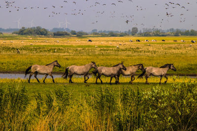 Sheep in a field