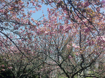 Low angle view of cherry blossoms against sky