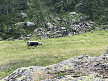 Sheep in a field