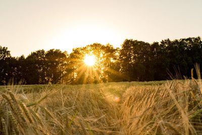 Trees on grassy field against clear sky