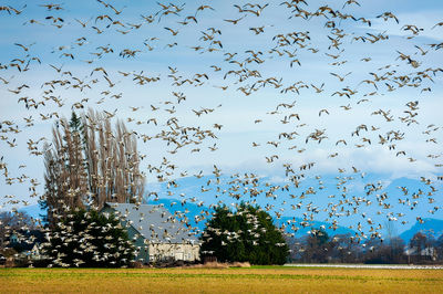 Flock of birds flying over field against sky