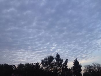 Low angle view of trees against cloudy sky