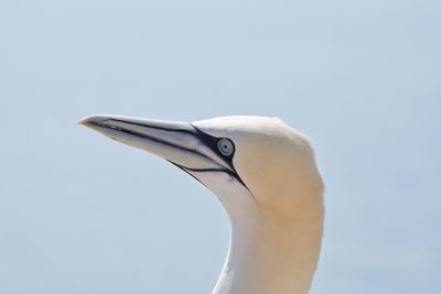 Close-up of a gannet bird against blue sky