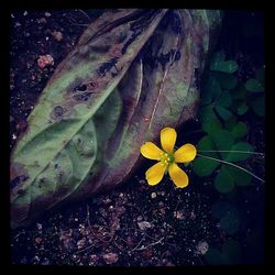 Close-up of yellow flower