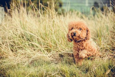 Toy poodle on grassy field