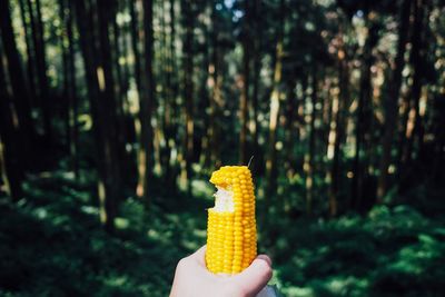 Cropped image of person holding corn in forest