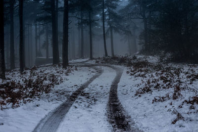 Snow covered road in forest