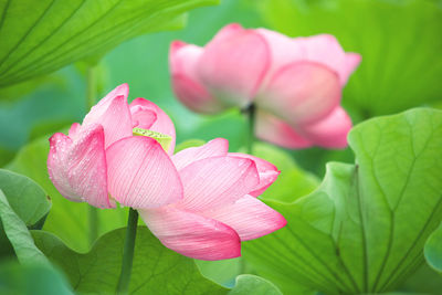 Close-up of pink lotus water lily