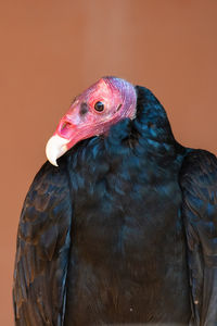 Close-up of peacock