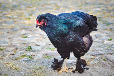 Close-up of black bird