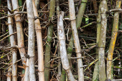 Full frame shot of bamboo trees in forest