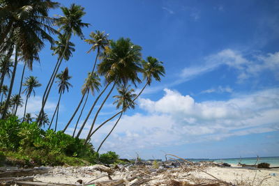 Palm trees on beach against blue sky