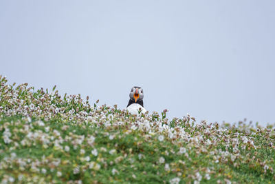 Puffin in flower field