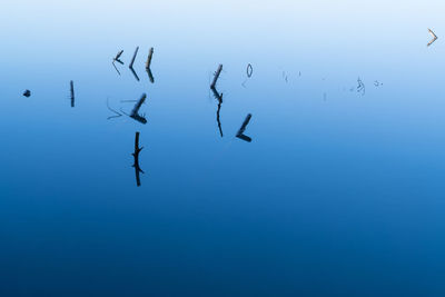 Birds swimming in lake against sky