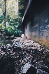 Close-up of bird perching on rock