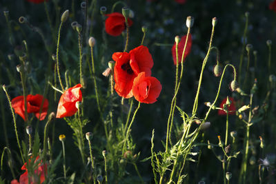 Close-up of poppy flowers blooming outdoors