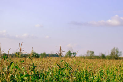 Crops growing on field against sky