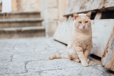 Portrait of cat sitting on retaining wall