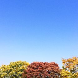 Low angle view of trees against clear blue sky