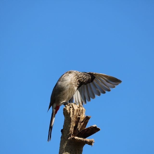 bird, animal themes, animals in the wild, one animal, clear sky, wildlife, low angle view, spread wings, blue, copy space, perching, flying, full length, nature, day, outdoors, no people, eagle - bird, animal wing, zoology