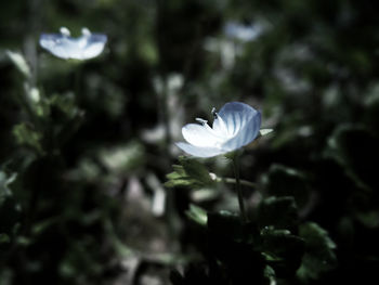 Close-up of white flowering plant