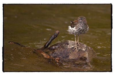 Close-up of bird perching on lake