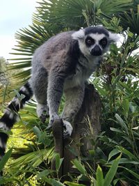 Portrait of monkey on tree