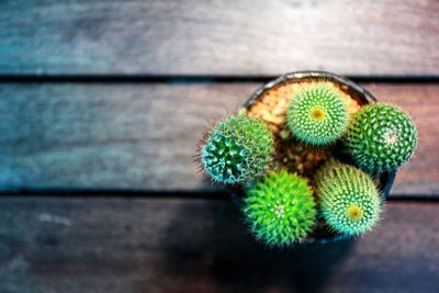 Close-up of cactus on table