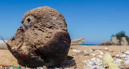 Close-up of a old coconut by the beach