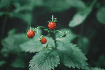 Close-up of red berries growing on tree