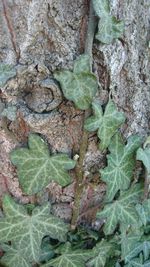 Close-up of fresh green leaves
