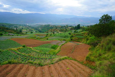 Scenic view of agricultural field against sky