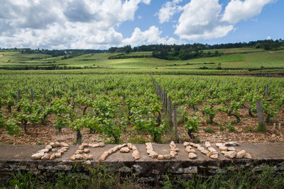Scenic view of vineyards behind a stone wall. vineyards at beaune. vineyards of burgundy. 