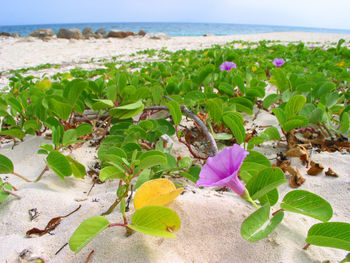 Close-up of flowers