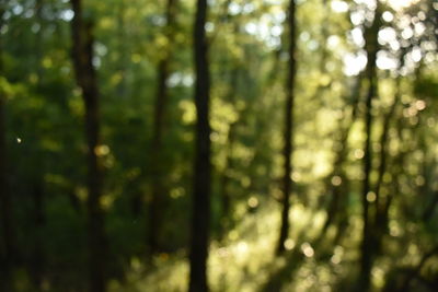 View of trees in forest