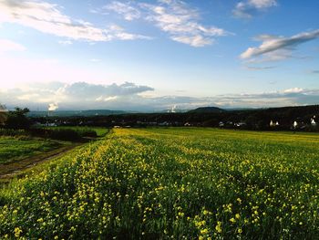 Scenic view of agricultural field against sky