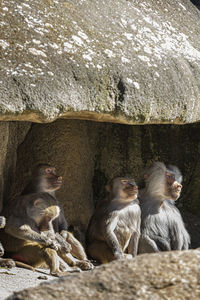 Close-up of monkey family sitting under a rock