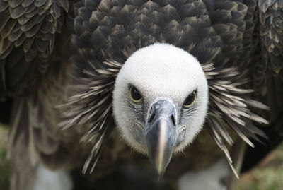 Close-up portrait of eagle