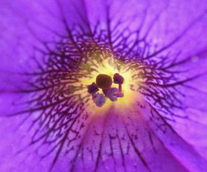 Close-up of purple flower blooming outdoors