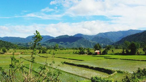 Scenic view of agricultural field against sky