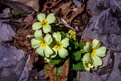 Close-up of yellow flowering plant